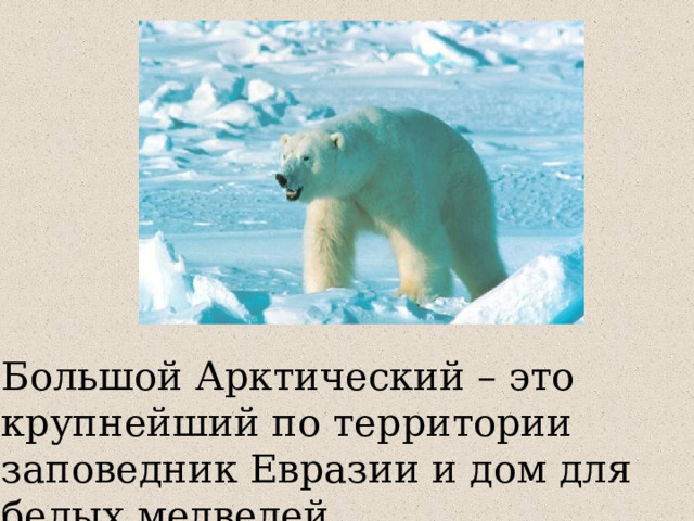 Большой Арктический – это крупнейший по территории заповедник Евразии и дом для белых медведей. 
