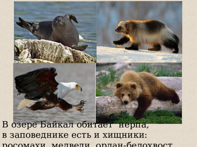 В озере Байкал обитает нерпа, в  заповеднике есть и хищники: росомахи, медведи, орлан-белохвост. 
