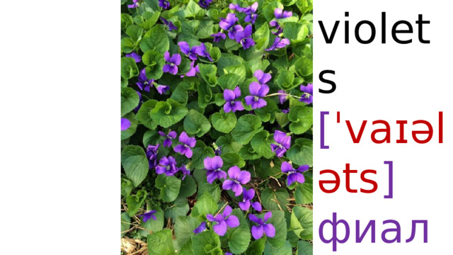 violets  [ ˈvaɪələts ]  фиалки 