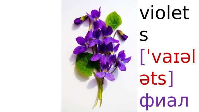 violets  [ ˈvaɪələts ]  фиалки 