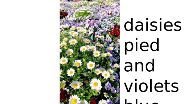 daisies pied and violets blue 