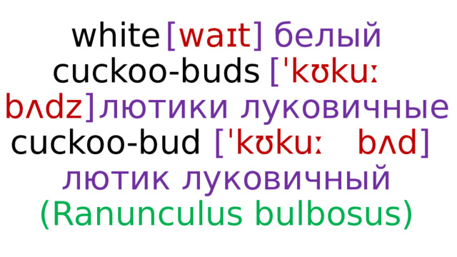 white  [ waɪt ]  белый  cuckoo-buds  [ ˈkʊkuː  bʌdz ]  лютики луковичные  cuckoo-bud  [ ˈkʊkuː  bʌd ]  лютик луковичный (Ranunculus bulbosus) 