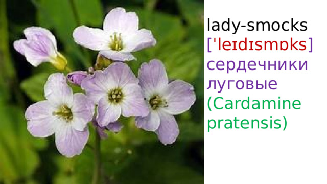 lady-smocks  [ ˈleɪdɪsmɒks ]  сердечники луговые (Cardamine pratensis) 