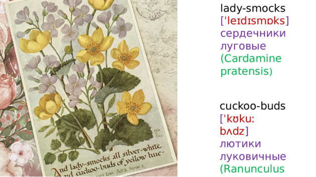 lady-smocks  [ ˈleɪdɪsmɒks ]  сердечники луговые (Cardamine pratensis ) cuckoo-buds  [ ˈkʊkuː  bʌdz ] лютики луковичные (Ranunculus bulbosus) 