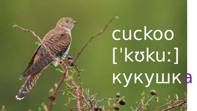 cuckoo  [ˈkʊkuː]  кукушк а 