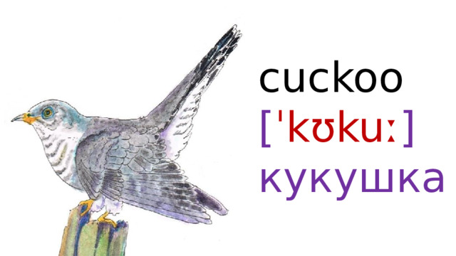 cuckoo  [ ˈkʊkuː ]  кукушка 