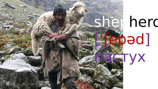shep herd  [ ˈʃepəd ]  пастух 