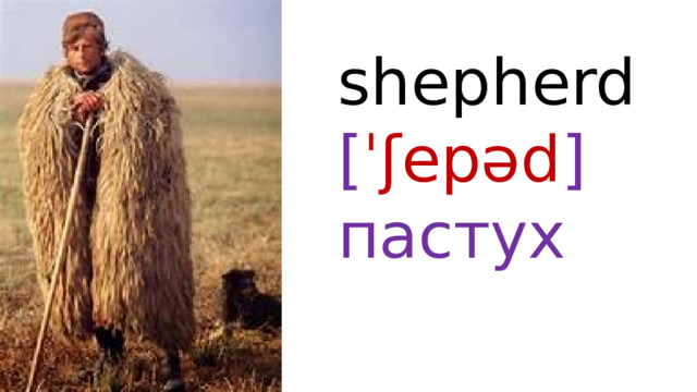 shepherd  [ ˈʃepəd ]  пастух 