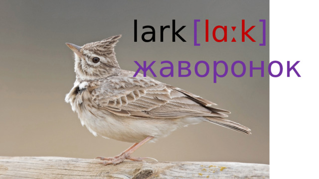 lark  [ lɑːk ]  жаворонок 