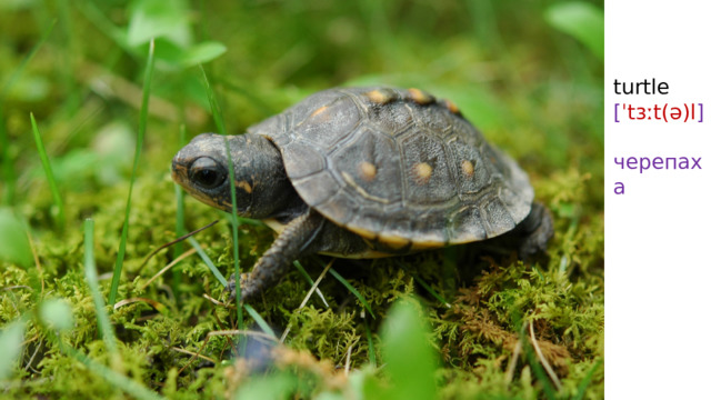 turtle  [ ˈtɜːt(ə)l ]  черепаха 