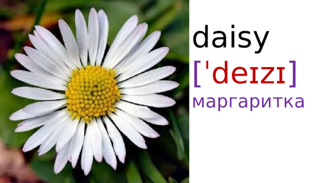 daisy  [ ˈdeɪzɪ ]  маргаритка 