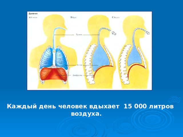 Каждый день человек вдыхает 15 000 литров  воздуха. 