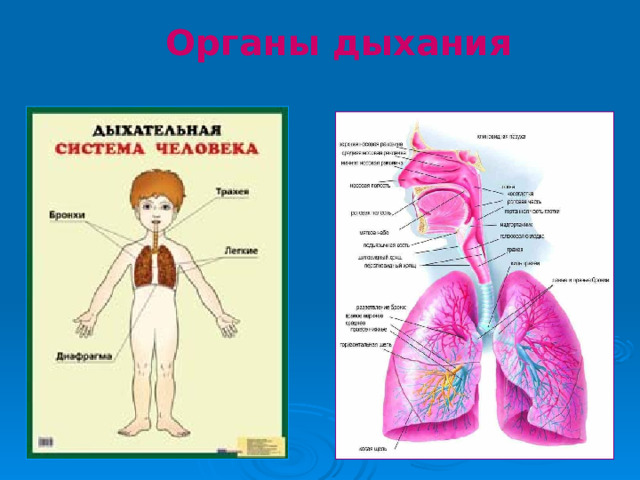 Органы дыхания 