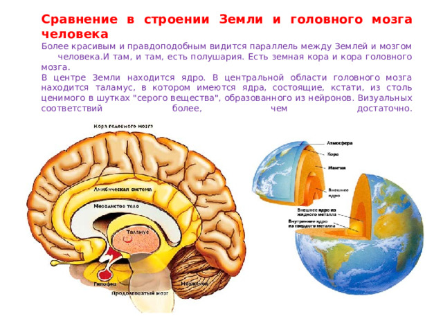 Сравнение в строении Земли и головного мозга человека  Более красивым и правдоподобным видится параллель между Землей и мозгом человека.И там, и там, есть полушария. Есть земная кора и кора головного мозга.  В центре Земли находится ядро. В центральной области головного мозга находится таламус, в котором имеются ядра, состоящие, кстати, из столь ценимого в шутках 