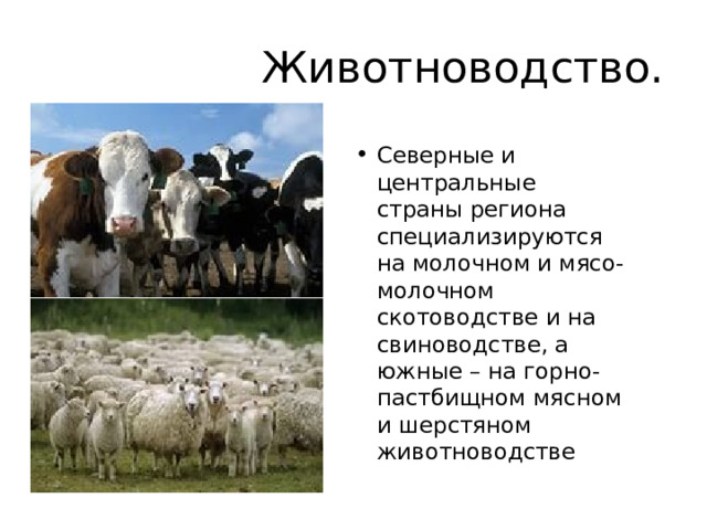 Животноводство. Северные и центральные страны региона специализируются на молочном и мясо-молочном скотоводстве и на свиноводстве, а южные – на горно-пастбищном мясном и шерстяном животноводстве 