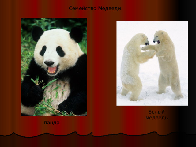 Семейство Медведи Белый медведь панда 