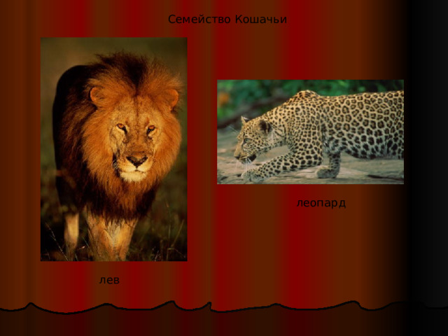 Семейство Кошачьи леопард лев 
