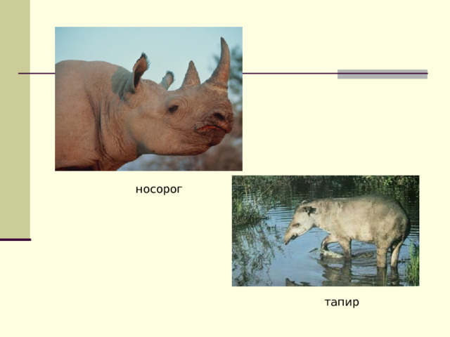 носорог тапир 