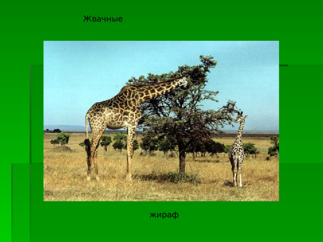 Жвачные жираф 