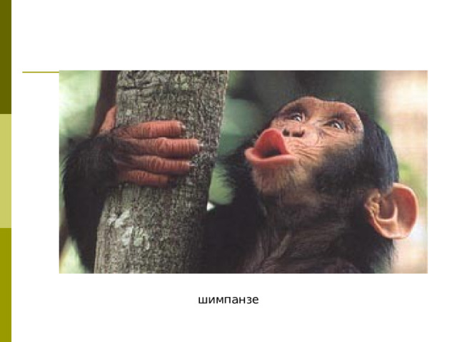шимпанзе 