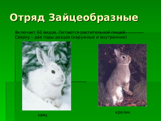 Отряд Зайцеобразные Включает 60 видов. Питаются растительной пищей. Сверху – две пары резцов (наружные и внутренние) кролик заяц 