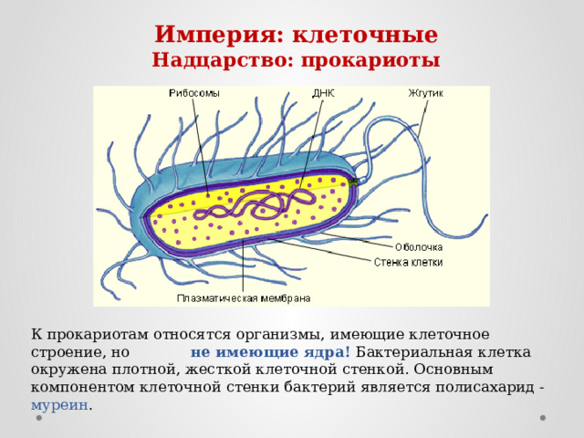 Империя: клеточные Надцарство: прокариоты К прокариотам относятся организмы, имеющие клеточное строение, но не имеющие ядра! Бактериальная клетка окружена плотной, жесткой клеточной стенкой. Основным компонентом клеточной стенки бактерий является полисахарид - муреин . 