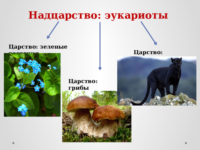 Надцарство: эукариоты Царство: зеленые растения Царство: животные Царство: грибы 