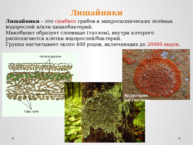 Лишайники Лишайники – это симбиоз грибов и микроскопических зелёных водорослей и/или цианобактерий. Микобионт образует слоевище (таллом), внутри которого располагаются клетки водорослей/бактерий. Группа насчитывает около 400 родов, включающих до 26000 видов . Ксантория элегантная 