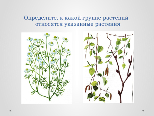 Определите , к какой группе растений  относятся указанные растения 