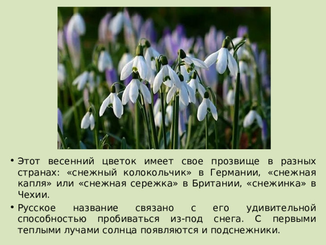 Этот весенний цветок имеет свое прозвище в разных странах: «снежный колокольчик» в Германии, «снежная капля» или «снежная сережка» в Британии, «снежинка» в Чехии. Русское название связано с его удивительной способностью пробиваться из-под снега. С первыми теплыми лучами солнца появляются и подснежники. 