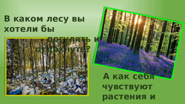 В каком лесу вы хотели бы погулять и отдохнуть? А как себя чувствуют растения и животные в таком загрязнённом лесу? 