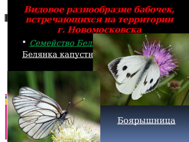 Видовое разнообразие бабочек, встречающихся на территории  г. Новомосковска   Семейство Белянки Белянка капустная Боярышница 
