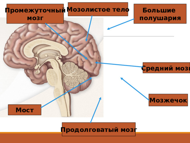 Мозолистое тело Большие полушария Промежуточный мозг Средний мозг Мозжечок Мост Продолговатый мозг 