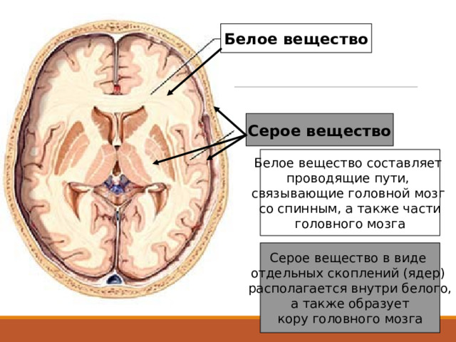 Белое вещество Серое вещество Белое вещество составляет проводящие пути, связывающие головной мозг со спинным, а также части головного мозга Серое вещество в виде отдельных скоплений (ядер) располагается внутри белого,  а также образует кору головного мозга 