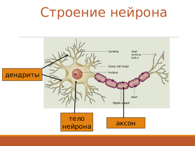 Строение нейрона дендриты тело нейрона аксон 