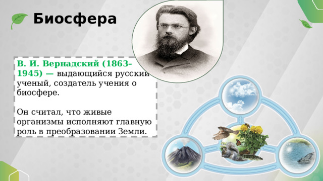 Биосфера В. И. Вернадский (1863–1945) — выдающийся русский ученый, создатель учения о биосфере. Он считал, что живые организмы исполняют главную роль в преобразовании Земли. 