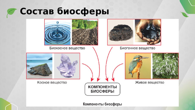 Состав биосферы 