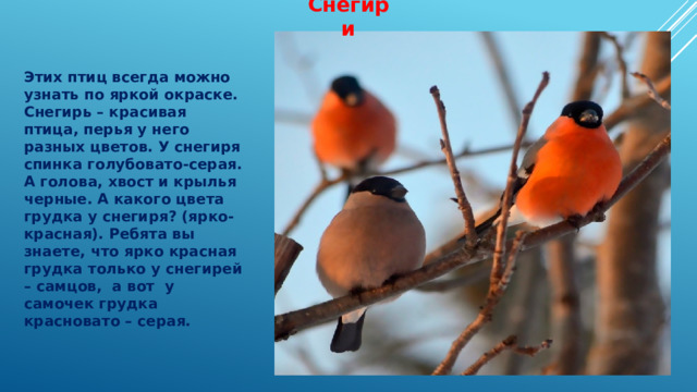 Снегири Этих птиц всегда можно узнать по яркой окраске. Снегирь – красивая птица, перья у него разных цветов. У снегиря спинка голубовато-серая. А голова, хвост и крылья черные. А какого цвета грудка у снегиря? (ярко-красная). Ребята вы знаете, что ярко красная грудка только у снегирей – самцов,  а вот  у самочек грудка красновато – серая. 