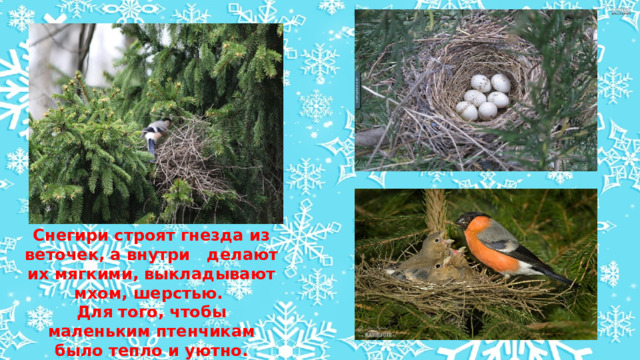 Снегири строят гнезда из веточек, а внутри   делают их мягкими, выкладывают мхом, шерстью. Для того, чтобы маленьким птенчикам было тепло и уютно. 