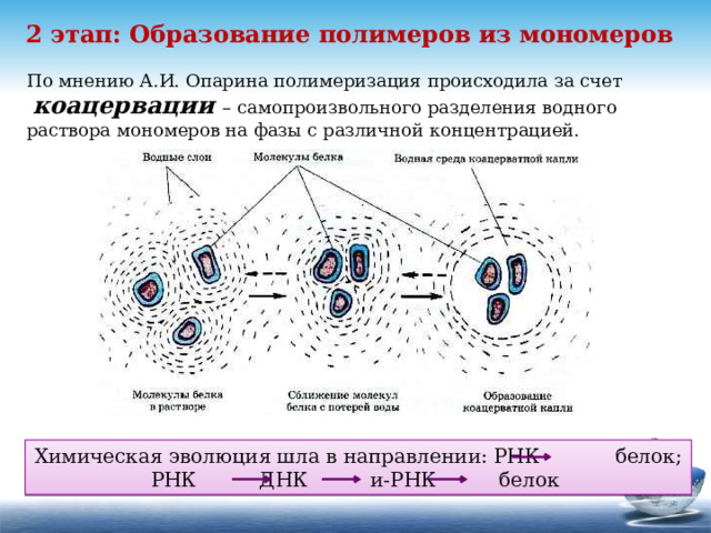 2 этап: Образование полимеров из мономеров По мнению А.И. Опарина полимеризация происходила за счет  коацервации – самопроизвольного разделения водного раствора мономеров на фазы с различной концентрацией. Химическая эволюция шла в направлении: РНК белок; РНК ДНК и-РНК белок 