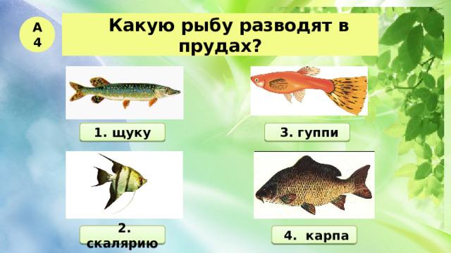   Какую рыбу разводят в прудах? А4 1. щуку  3. гуппи  2. скалярию  4. карпа 
