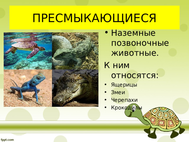 ПРЕСМЫКАЮЩИЕСЯ Наземные позвоночные животные. К ним относятся: Ящерицы Змеи Черепахи Крокодилы  
