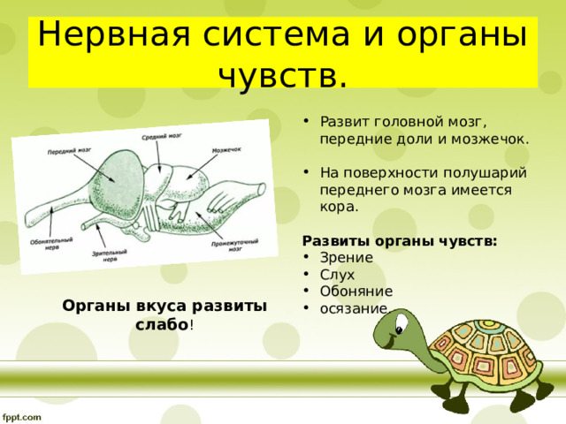 Нервная система и органы чувств. Развит головной мозг, передние доли и мозжечок. На поверхности полушарий переднего мозга имеется кора. Развиты органы чувств: Зрение Слух Обоняние осязание.   Органы вкуса развиты слабо ! 