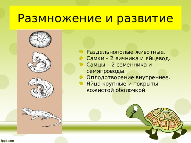 Размножение и развитие Раздельнополые животные. Самки – 2 яичника и яйцевод. Самцы – 2 семенника и семяпроводы. Оплодотворение внутреннее. Яйца крупные и покрыты кожистой оболочкой. 