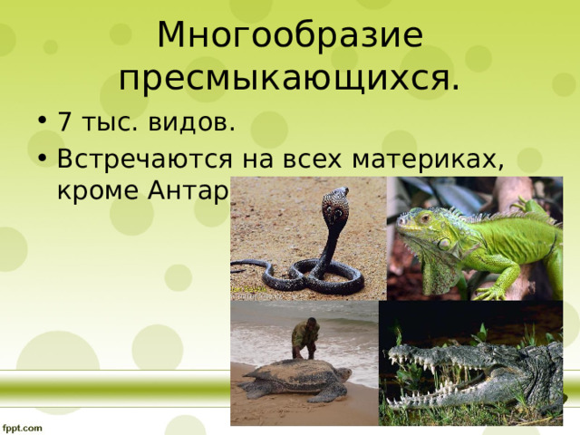 Многообразие пресмыкающихся. 7 тыс. видов. Встречаются на всех материках, кроме Антарктиды.  