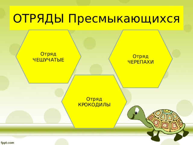 ОТРЯДЫ Пресмыкающихся Отряд ЧЕШУЧАТЫЕ Отряд ЧЕРЕПАХИ Отряд КРОКОДИЛЫ 