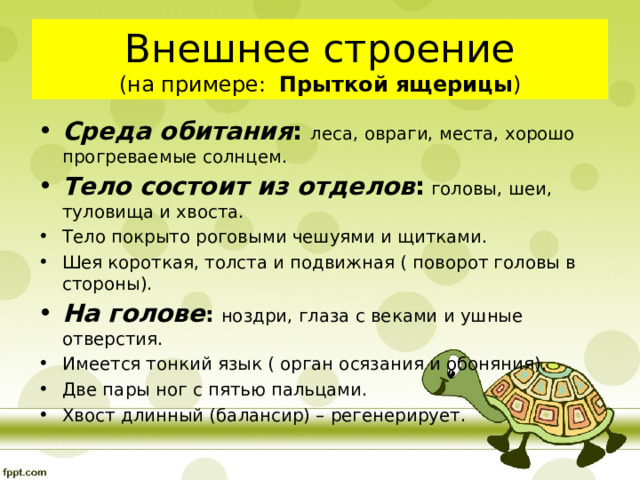 Внешнее строение  (на примере: Прыткой ящерицы ) Среда обитания : леса, овраги, места, хорошо прогреваемые солнцем. Тело состоит из отделов :  головы, шеи, туловища и хвоста. Тело покрыто роговыми чешуями и щитками. Шея короткая, толста и подвижная ( поворот головы в стороны). На голове : ноздри, глаза с веками и ушные отверстия. Имеется тонкий язык ( орган осязания и обоняния). Две пары ног с пятью пальцами. Хвост длинный (балансир) – регенерирует.   