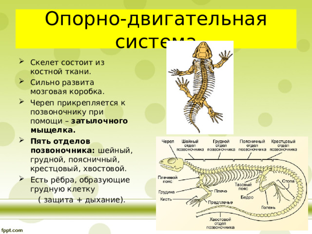 Опорно-двигательная система Скелет состоит из костной ткани. Сильно развита мозговая коробка. Череп прикрепляется к позвоночнику при помощи – затылочного мыщелка. Пять отделов позвоночника: шейный, грудной, поясничный, крестцовый, хвостовой. Есть рёбра, образующие грудную клетку  ( защита + дыхание). 