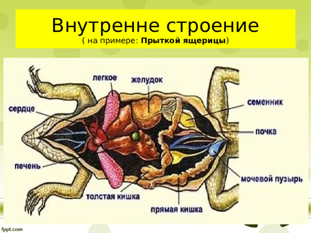 Внутренне строение  ( на примере: Прыткой ящерицы ) 