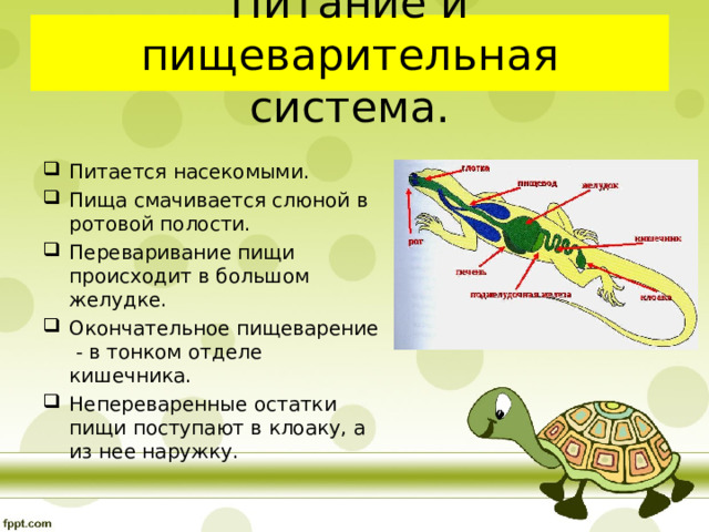 Питание и пищеварительная система. Питается насекомыми. Пища смачивается слюной в ротовой полости. Переваривание пищи происходит в большом желудке. Окончательное пищеварение - в тонком отделе кишечника. Непереваренные остатки пищи поступают в клоаку, а из нее наружку. 